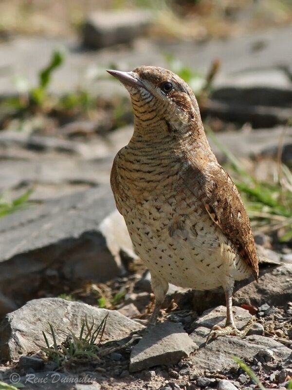 Eurasian Wryneckimmature, identification