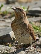 Eurasian Wryneck