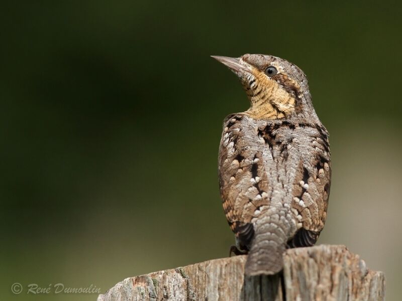 Eurasian Wryneckjuvenile, identification