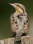 Eurasian Wryneck