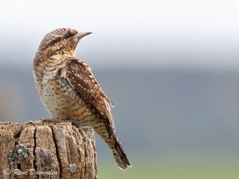 Eurasian Wryneck, identification