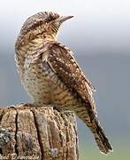 Eurasian Wryneck