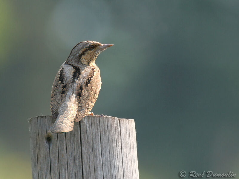 Torcol fourmilieradulte