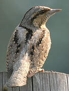 Eurasian Wryneck