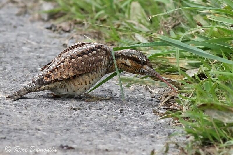 Eurasian Wryneck, identification, Behaviour