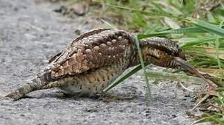 Eurasian Wryneck