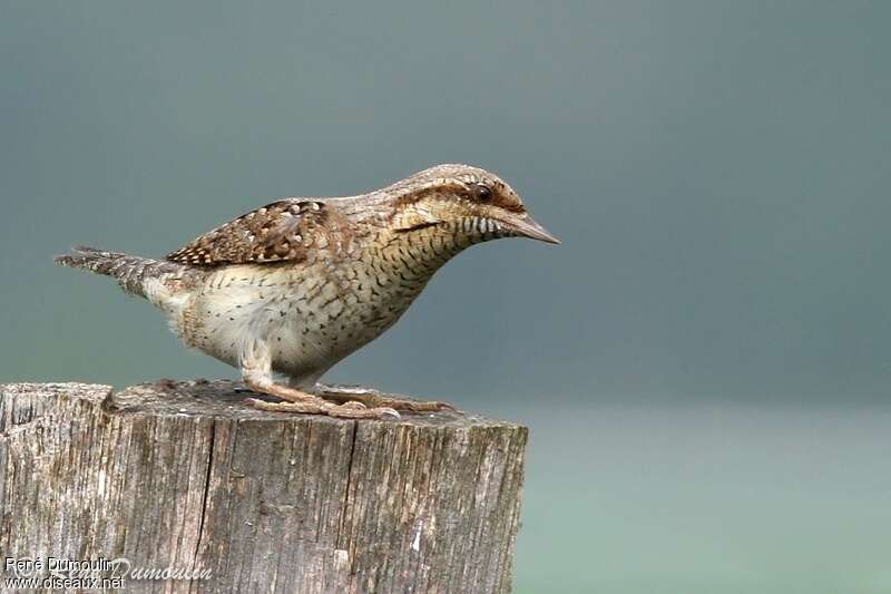 Eurasian Wryneckadult, identification