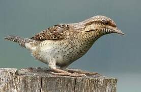 Eurasian Wryneck