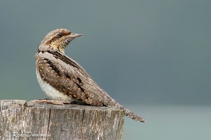 Eurasian Wryneckadult, identification