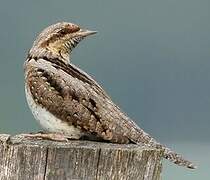 Eurasian Wryneck