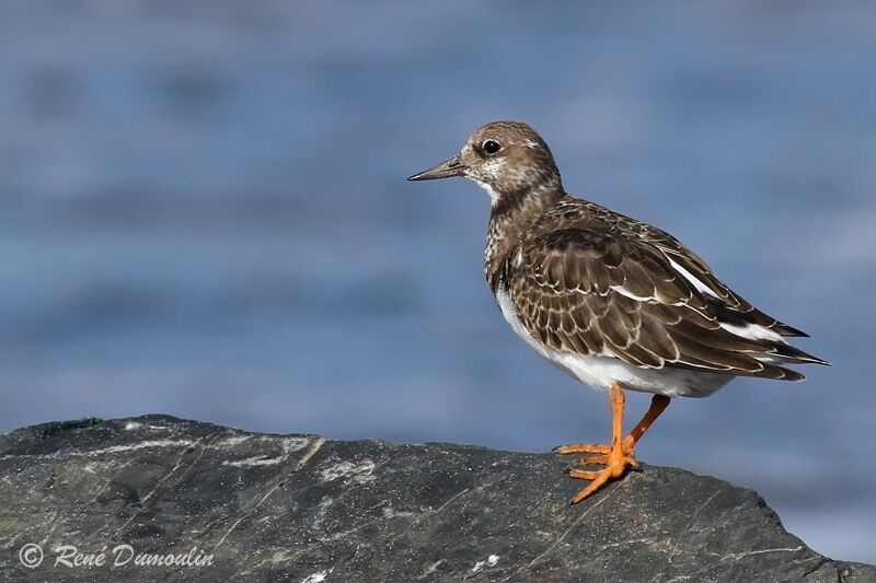 Tournepierre à collierjuvénile, identification