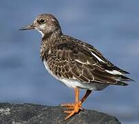 Ruddy Turnstone