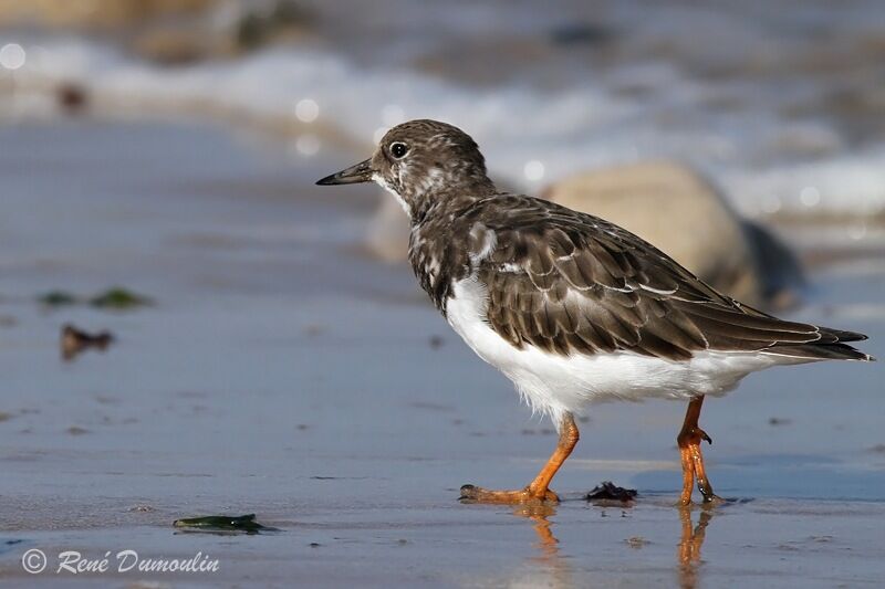 Ruddy Turnstonejuvenile, identification