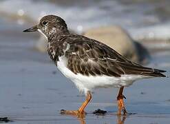 Ruddy Turnstone