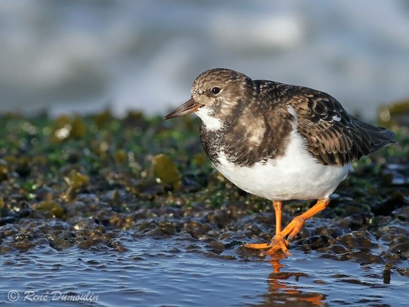 Tournepierre à collier, identification