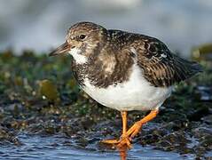 Ruddy Turnstone