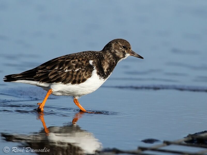 Tournepierre à collier, identification