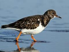 Ruddy Turnstone