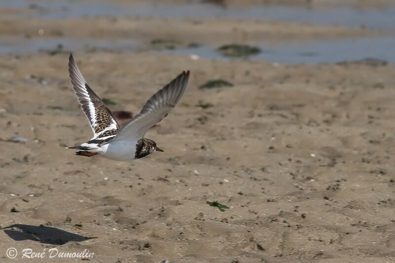 Ruddy Turnstone, Flight