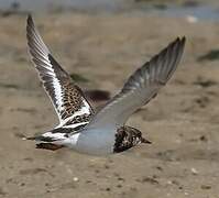 Ruddy Turnstone