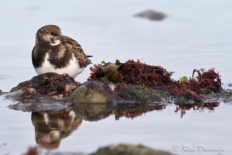 Ruddy Turnstonejuvenile, identification