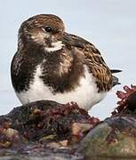 Ruddy Turnstone