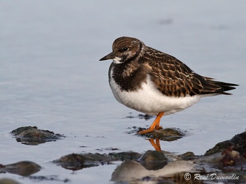 Tournepierre à collierjuvénile, identification