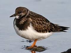 Ruddy Turnstone