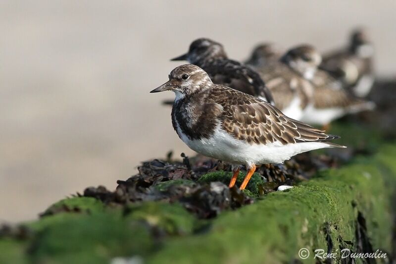 Ruddy Turnstonejuvenile, identification