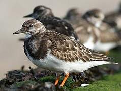 Ruddy Turnstone