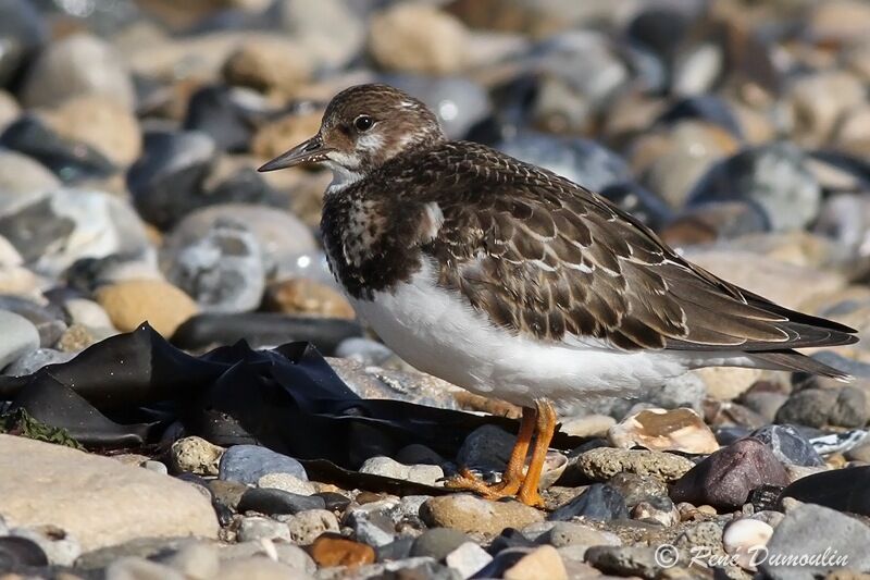 Tournepierre à collierjuvénile, identification