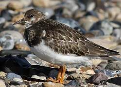 Ruddy Turnstone