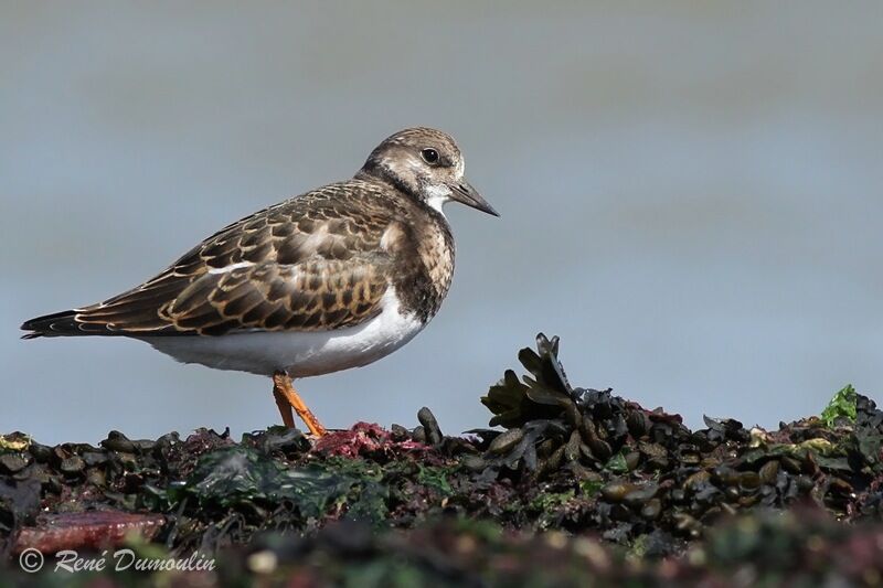 Tournepierre à collierjuvénile, identification