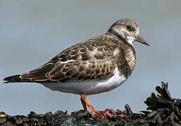 Ruddy Turnstone