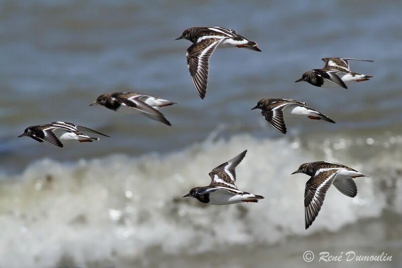 Ruddy Turnstone, Flight