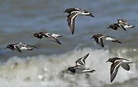 Ruddy Turnstone