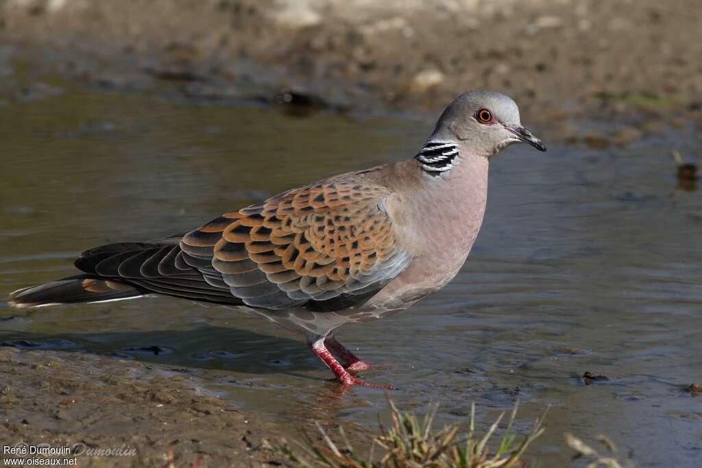 Tourterelle des boisadulte nuptial, identification