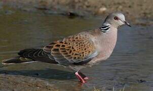 European Turtle Dove