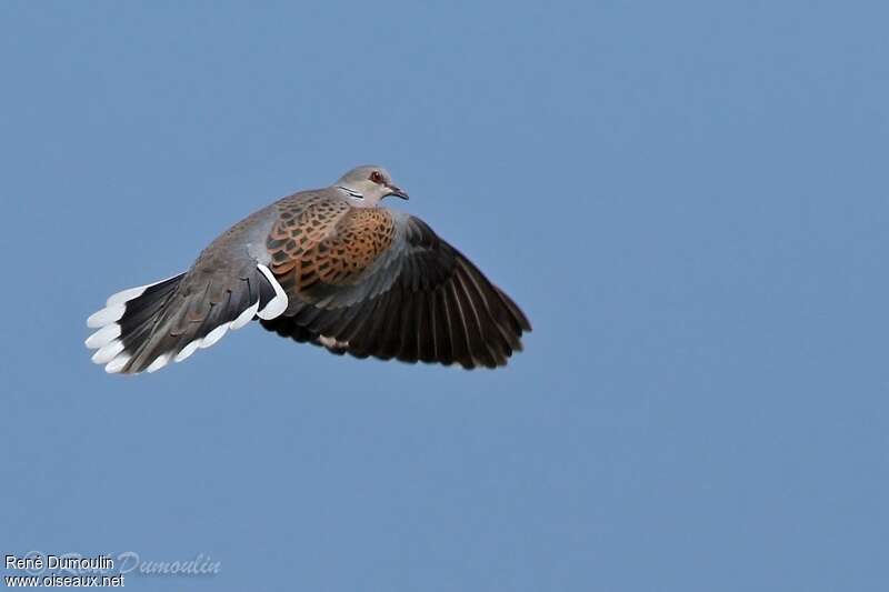 European Turtle Doveadult breeding, Flight, courting display