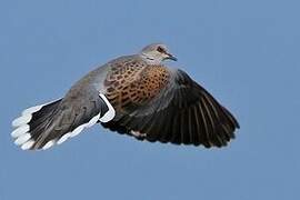 European Turtle Dove