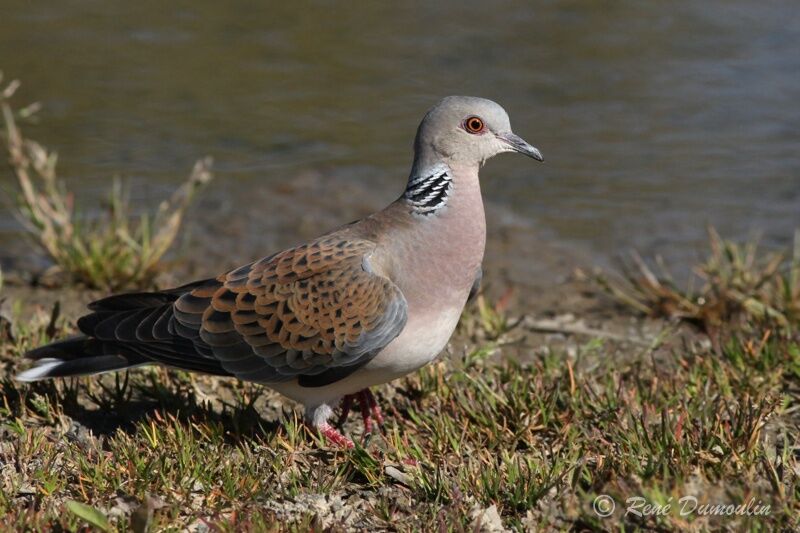 Tourterelle des boisadulte nuptial, identification