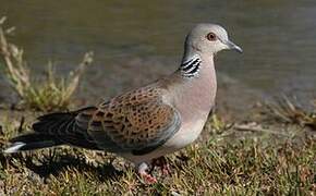 European Turtle Dove