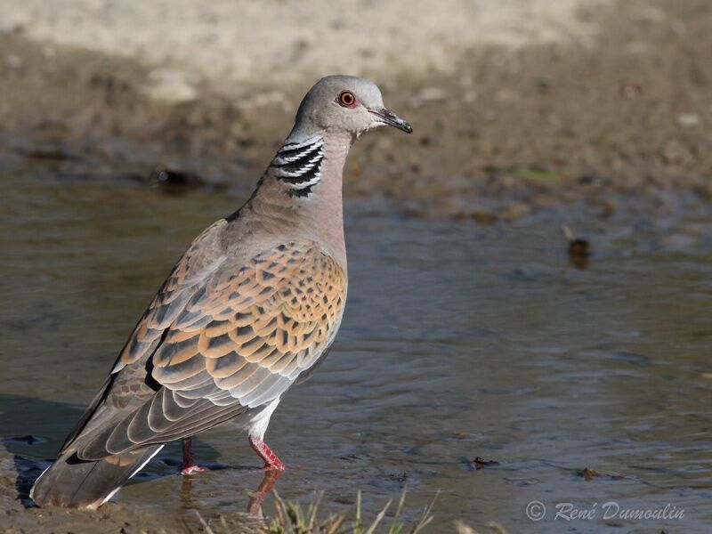 Tourterelle des boisadulte nuptial, identification