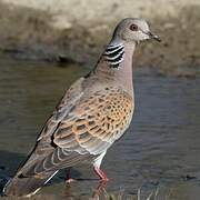 European Turtle Dove