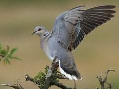 European Turtle Dove