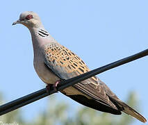 European Turtle Dove