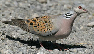 European Turtle Dove