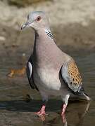 European Turtle Dove