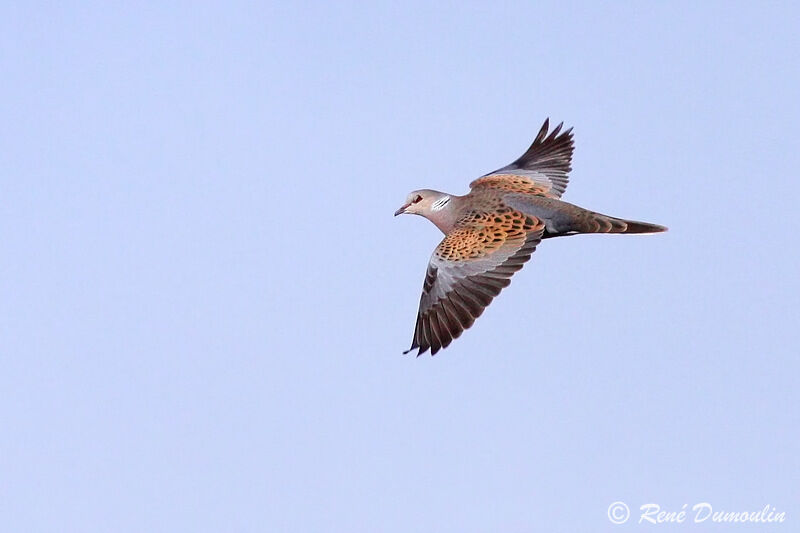 European Turtle Doveadult, Flight