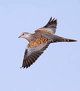 European Turtle Dove